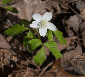 Anemone quinquefolia (wood anemone)