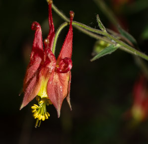 Aquilegia canadensis (red columbine, American columbine, Eastern columbine, Canada columbine, meetinghouses, rock bells, honeysuckle, rock lily, cluckies, jack-in-trousers, wild honeysuckle, granny’s bonnets, dancing fairies, wild columbine)