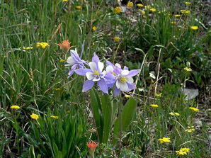 Aquilegia coerulea (columbine, Colorado blue columbine)