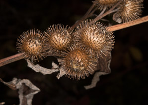 Arctium minus (burdock, common burdock, lesser burdock)