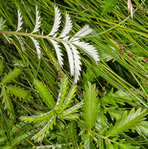 Argentina egedii (silverweed, Eged’s silverweed, Pacific silverweed)
