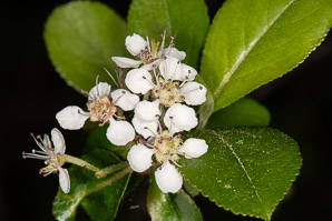 Aronia melanocarpa (black chokeberry)