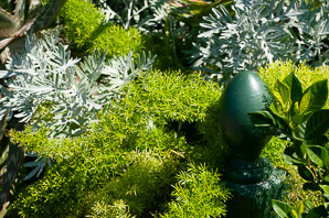 Asparagus densiflorus (Sprenger’s asparagus, asparagus fern, emerald fern, basket asparagus)