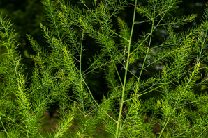 Asparagus officinalis (asparagus, wild asparagus, garden asparagus)