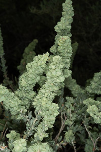 Atriplex canescens (fourwing saltbush, four-winged saltbush, chamiso, chamiza, four-wing saltbush)