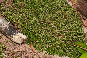 Bazzania trilobata (leafy liverwort, greater whipwort, millipede plant)