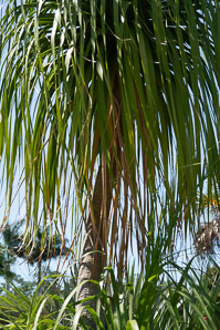Beaucarnea recurvata (ponytail palm, elephant’s foot palm, bottle palm, bottle-palm)