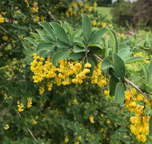 Berberis koreana (Korean barberry)