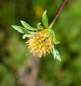 Bidens frondosa (devil’s beggartick, devil’s-pitchfork, devil’s bootjack, sticktights, bur marigold, pitchfork weed, tickseed sunflower, leafy beggarticks, common beggar-ticks)