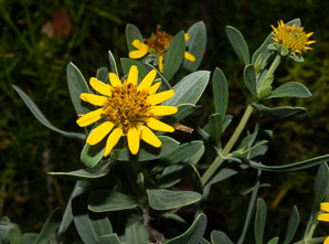Borrichia frutescens (sea oxeye, bushy seaside tansy)