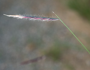 Bouteloua gracilis (blue grama grass, blue grama)