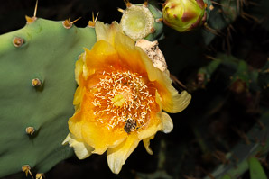 Brasiliopuntia brasiliensis (Brazilian prickly pear)