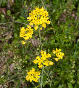 Brassica rapa (field mustard)