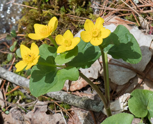 Caltha palustris (marsh marigold, kingcup, yellow marsh marigold)
