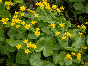 Caltha palustris (marsh marigold, kingcup, yellow marsh marigold)