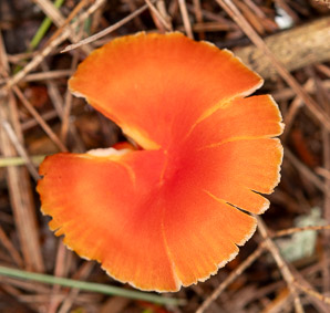 Cantharellus cinnabarinus (cinnabar chanterelle, apricot chanterelle)