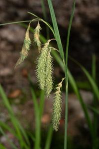 Carex gynandra (nodding sedge)