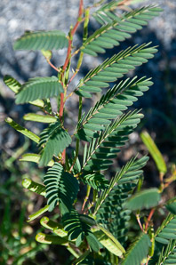 Chamaecrista nictitans (wild sensitive plant, wild sensitive-pea, sensitive partridge pea)