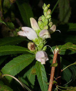 Chelone glabra (turtlehead, snake-head, turtle-bloom, shellflower, bitter herb, white chelone, white turtlehead)