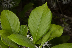 Chionanthus retusus (Chinese fringe tree)