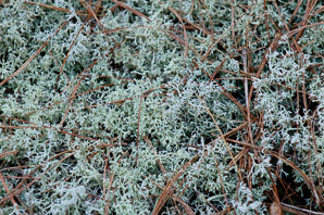 Cladina mitis (green reindeer lichen, reindeer lichen)