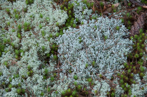 Cladina rangiferina (gray reindeer lichen, reindeer lichen, reindeer moss, greygreen reindeer lichen)