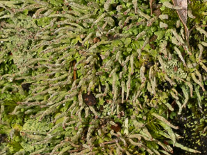 Cladonia coniocraea (common powderhorn, powderhorn cup lichen, cup lichen)
