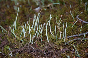 Cladonia rei (wand lichen, cup lichen, sordid powderhorn)