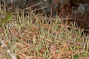Cladonia rei (wand lichen, cup lichen, sordid powderhorn)