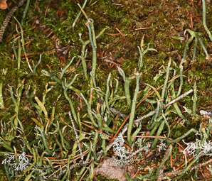 Cladonia rei (wand lichen, cup lichen, sordid powderhorn)