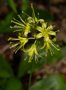 Clintonia borealis (yellow clintonia, bluebead lily, blue-bead lily, clintonia, Clinton’s lily, corn lily, cow tongue, yellow beadlily, yellow bluebeadlily, snakeberry, dogberry, straw lily, bluebead)