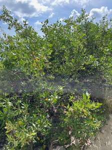 Conocarpus erectus (buttonwood, button mangrove, green buttonwood)