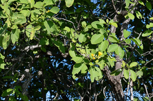 Cordia lutea (yellow cordia, muyoyo)