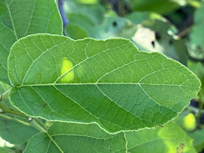 Cordia lutea (yellow cordia, muyoyo)
