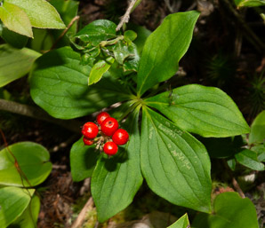 Cornus canadensis (bunchberry, Canadian dwarf cornel, Canadian bunchberry, crackerberry, bunchberry dogwood)