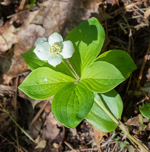 Cornus canadensis (bunchberry, Canadian dwarf cornel, Canadian bunchberry, crackerberry, bunchberry dogwood)