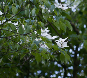Cornus kousa (kousa dogwood, Japanese dogwood, Chinese dogwood, kouse dogwood)