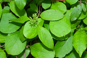 Cornus racemosa (northern swamp dogwood, gray dogwood, panicle dogwood)