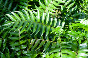 Cyrtomium falcatum (holly fern, Japanese netvein hollyfern)