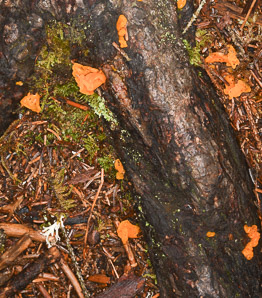 Dacrymyces cokeri (orange jelly fungus)