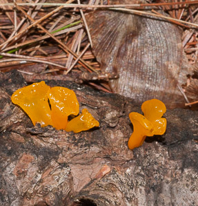 Dacryopinax spathularia (fan-shaped jelly fungus)