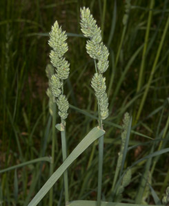 Dactylis glomerata (orchardgrass)