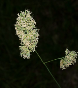 Dactylis glomerata (orchardgrass)