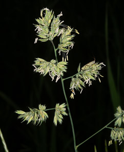 Dactylis glomerata (orchardgrass)