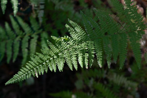 Dennstaedtia punctilobula (hay-scented fern, eastern hayscented fern)