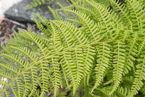 Dennstaedtia punctilobula (hay-scented fern, eastern hayscented fern)