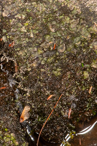 Dermatocarpon luridum (silverskin lichen)