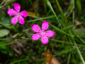 Dianthus deltoides (maiden pink)