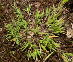 Dichanthelium acuminatum (woolly panicum, tapered rosette grass)