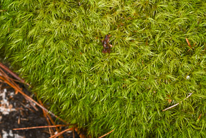 Dicranum scoparium (windswept moss, broom forkmoss, dicranum moss)